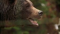 Ukraine's rescued bears