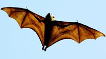 Bat plague is 'stuff of nightmares'