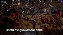 Wari uzi ko imicafu yovamwo amavuta?