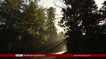 Туура жерде дарактардын туура түрүн тигүү керек экенин билгенсизби?