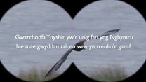'Llygedyn o obaith' i helpu adar oroesi