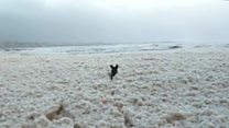 Eleanor whips up sea foam party for dog