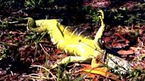 Why are iguanas falling out of trees?