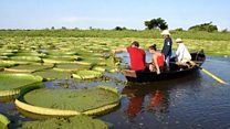 Giant water lilies return to Paraguay