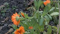 Fight to save community vegetable garden