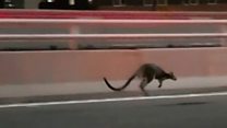 Wallaby hops across Sydney Harbour Bridge