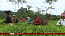 လက်ဖက်ခူးသူတွေ ဆင်အန္တရာယ် ရင်ဆိုင်