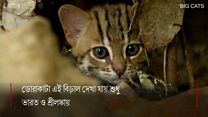 বিশ্বের ক্ষুদ্রতম বিড়াল