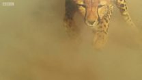 Bagaimana cara melepaskan diri dari kejaran cheetah?
