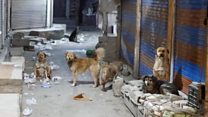 What's the problem with India's feral dogs?