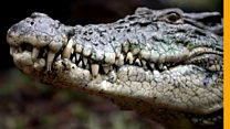 Face to face with a crocodile while collecting its eggs