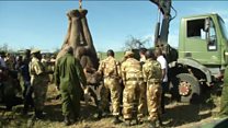 How to move a six-tonne elephant