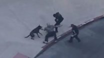 Dog catches carjacker after wild chase