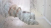 Ihe ise iba jiri dị iche na taịfọd