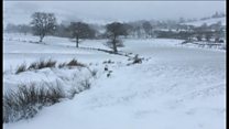 Stormydd eira yn taro Cymru