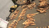 An kama buhun hauren giwa da Pangolin a Lagos