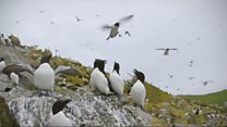 Iomart radan nan Eilean Mòra