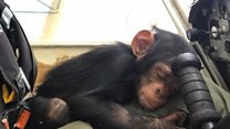 Safe landing for baby chimp