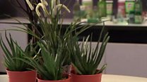 Ewe Aloe Vera
