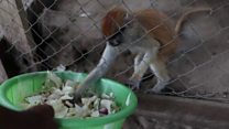 Lufasi Park: Lagos orphanage for animals
