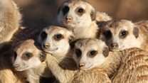 New homes needed to save meerkats