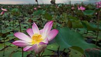 ما معنى عبارة SACRED PLANTS ؟