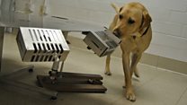 Dogs trained to sniff out ancient treasure