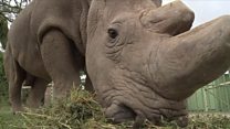 Le dernier mâle rhinocéros blanc du Nord s'est éteint