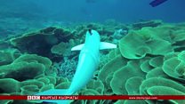 Click: Cуу астындагы сүрөтчү робот