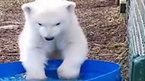 Polar bear cub enjoys new surroundings