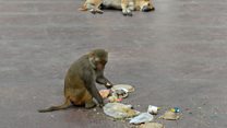 'Monkey don pursue pipo for Soluyi/Sosanya community for Gbagada, Lagos