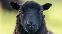 Sheep, the Batmobile and Brexit