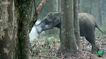 Gajah 'merokok' buat ilmuwan bingung
