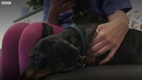 Easter 'a risky time for hungry dogs'