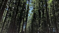 Zimbabwe's struggling timber industry