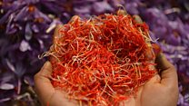 ما معنى كلمة Saffron؟