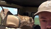 Urusamagwe cheetah mu muduga w'abakerarugendo