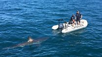 Shark follows Australian police boat