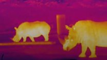 Using astronomy to save a species
