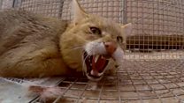 The pest controller of Kandahar