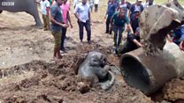 අලි අම්මාගේ සහායට වනජීවී නිලධාරීන්