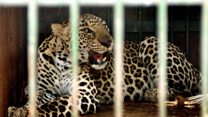 India's 'sugarcane leopards'