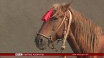Афганистандагы улак тартышка түшкөн кыргыз аттары