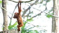 Why is palm oil so controversial?