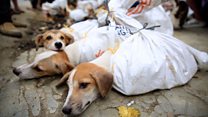 Anjing: Sahabat manusia atau makanan?