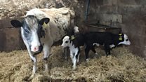 Lloi 'siawns 700,00/1' ar Ynys Môn