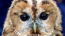 ما معنى كلمة Owl؟