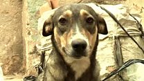 The dog getting over its bad image