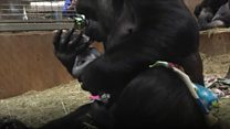 Baby gorilla 'Moke' born at National Zoo