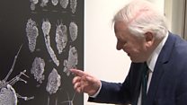 Plankton named after Attenborough series